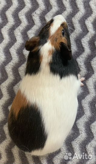 Морская свинка