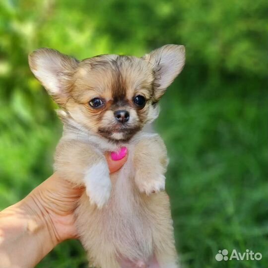 Щенки чихуахуа длинношерстные мини