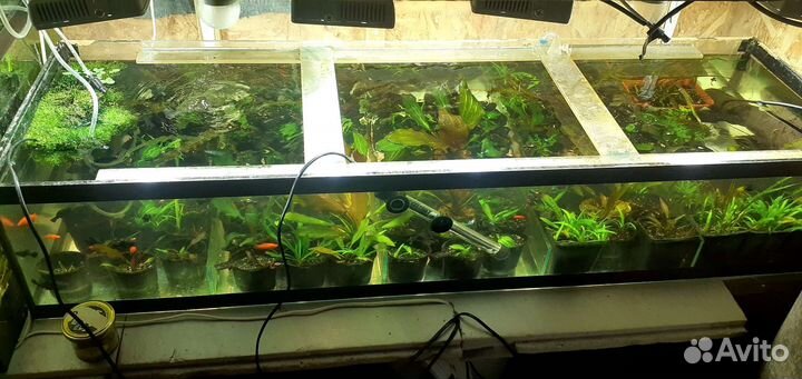 Растения для аквариума