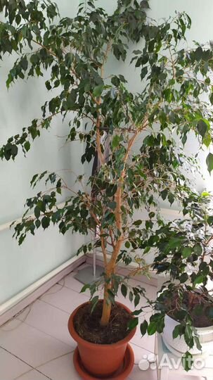 Бенджамина