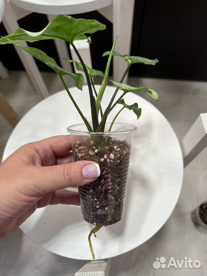 Сингониумы (много сортов) 3+1