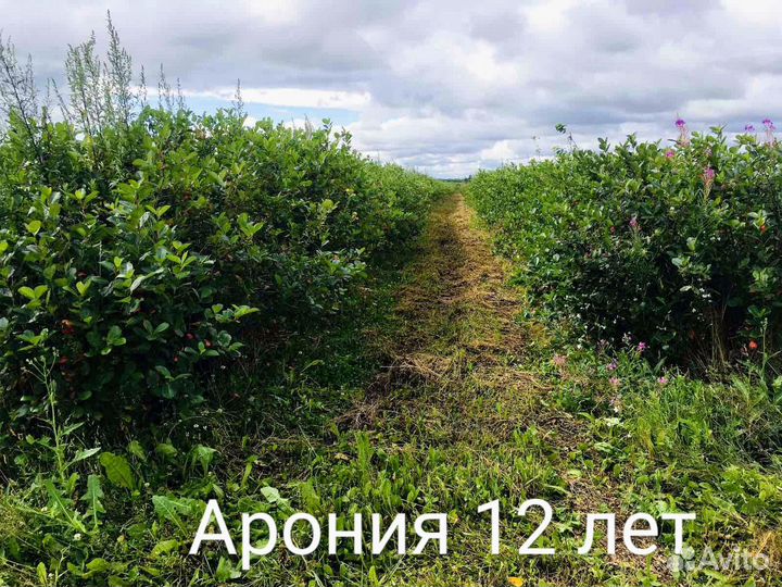 Черноплодная рябина (Арония). Свое кфх. Беларусь