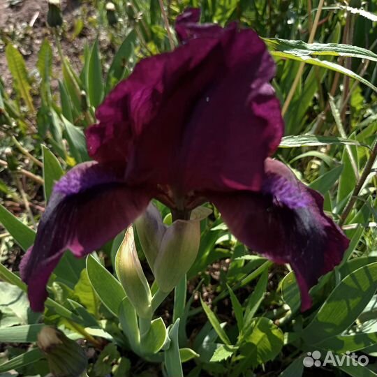 Ирисы карликовые