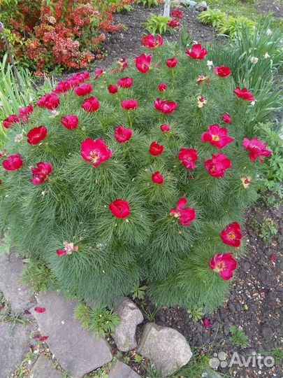 Кувшинки, хосты