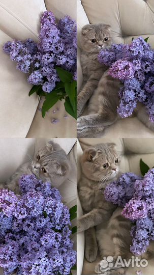 Кот на вязку
