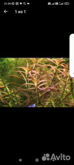 Аквариумное растение Людвигия в ассортименте