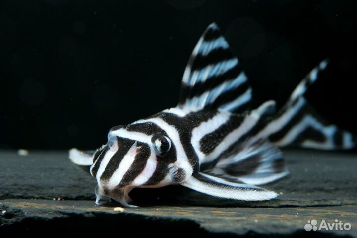 Редкая экзотическая рыба и Дискусы/Discus (Новое)