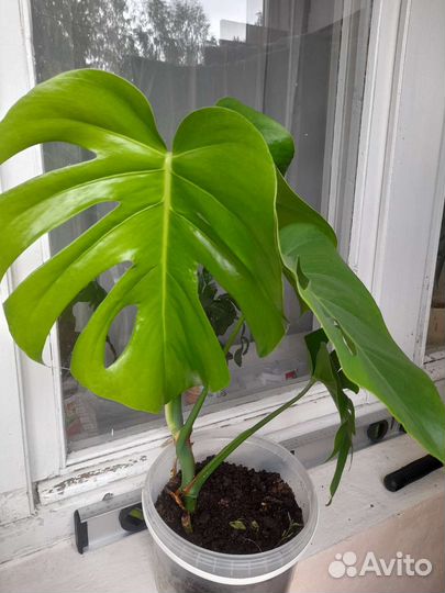 Монстера молодое растение