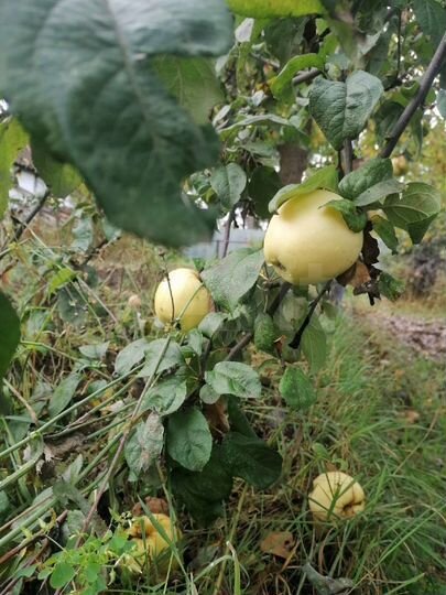 Участок 6 сот. (СНТ, ДНП)