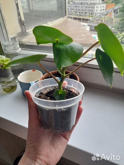 Пеперомия рейндроп