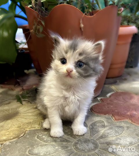 Отдам котят в хорошие руки