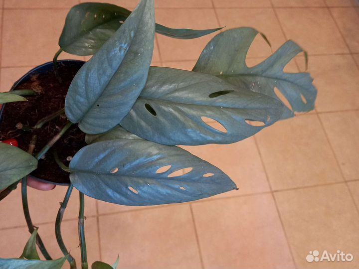 Эпипремнум Себу Блу, редкий коллекционный сорт