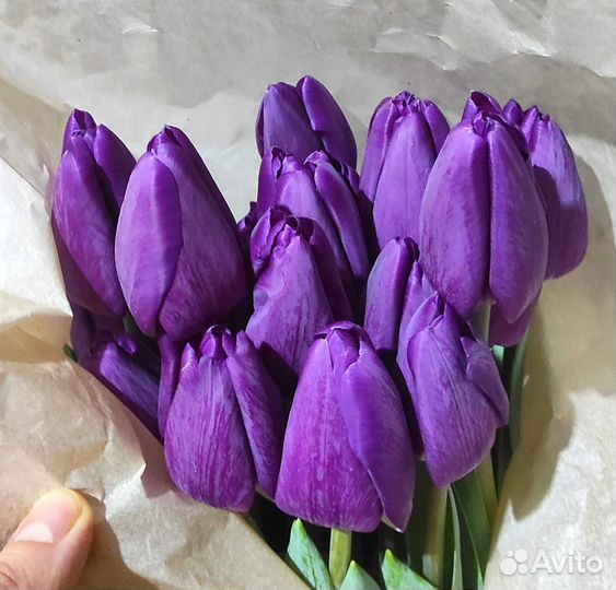 Луковицы тюльпанов