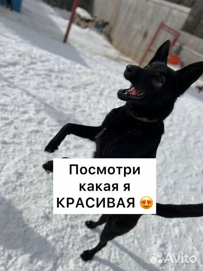 Собака