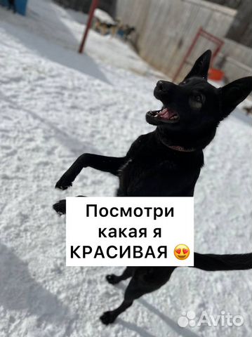 Собака
