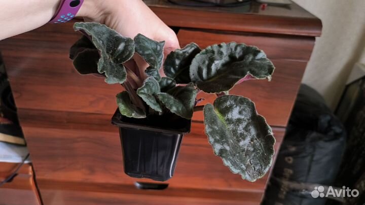 Фиалка сортовая Танец Галактик