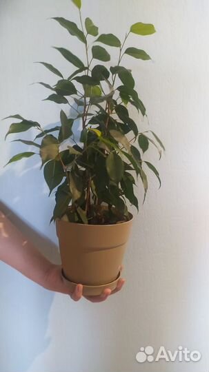 Фикус Бенджамина (Ficus benjamina)