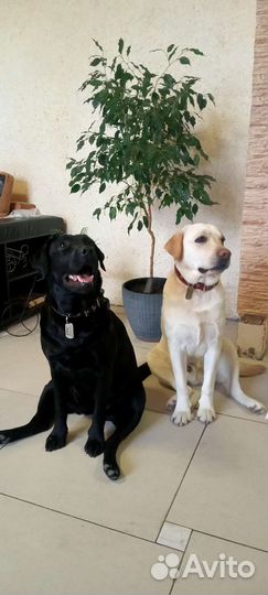 Щенки лабрадора