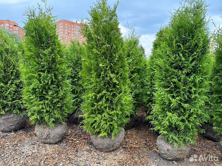 Туя Брабант