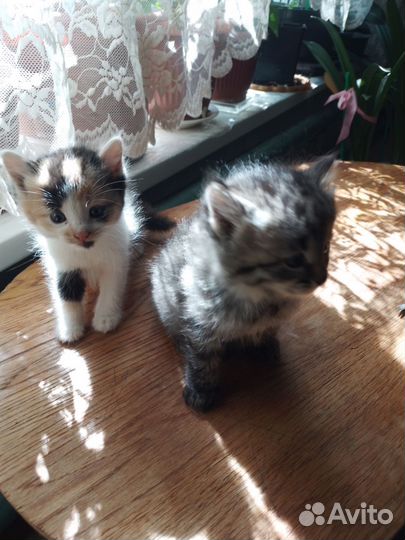 Котята,добротные кошечки