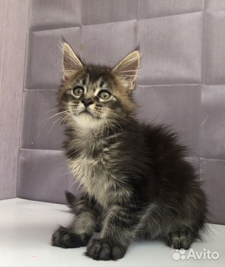 Мейн-кун мальчик тикинг