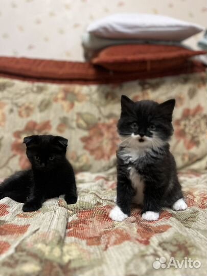 Котята шотландские