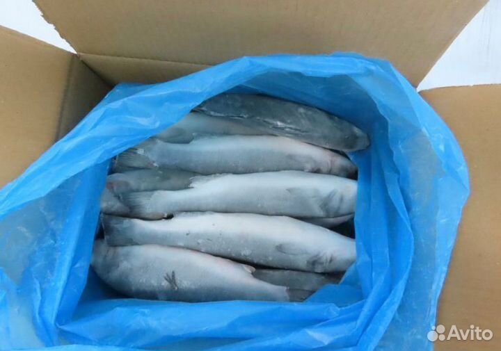 Оптом Сибас с/м