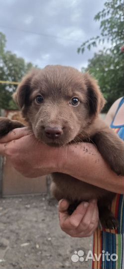 Щенки бесплатно