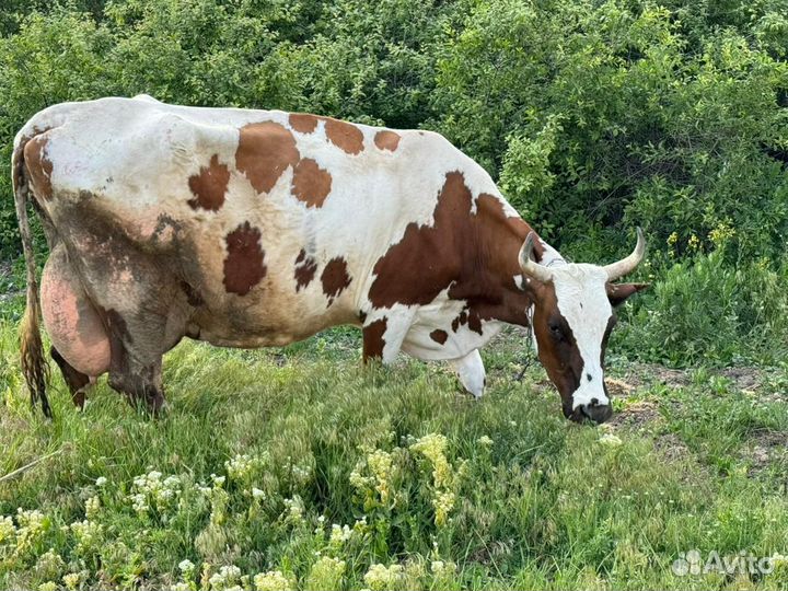 Айширская корова