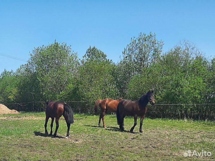 Постой для лошадей