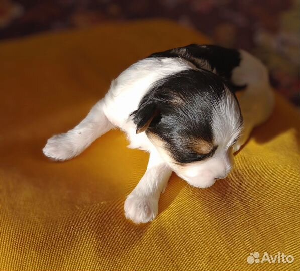 Щенки бивер йорка мальчики