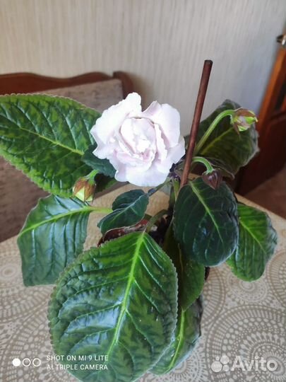 Гиппеаструм амариллис