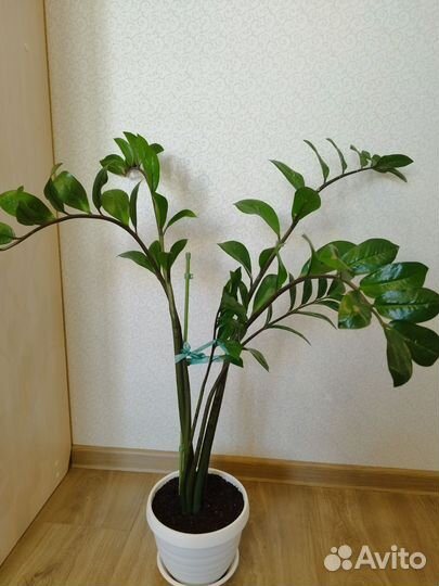 Замиокулькас