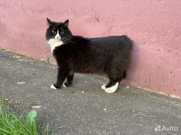 Черно-белая кошка окрас маркиз