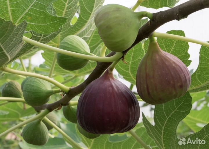 Домашний инжир саженцы