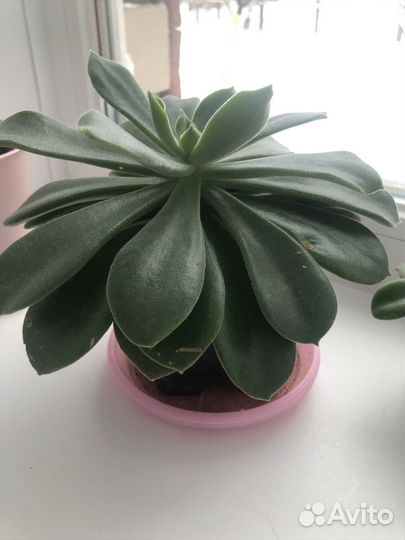 Суккуленты