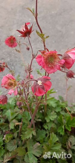 Анафалис жемч.,лабазник Гексапетала Плена,гравилат