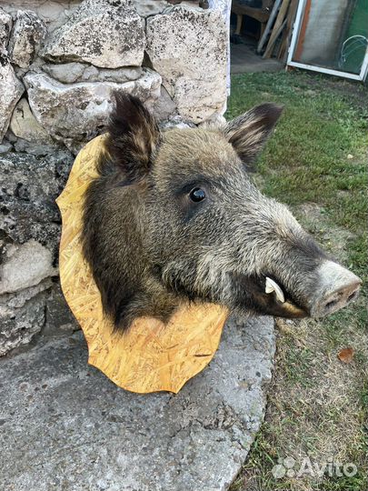 Чучело головы кабана