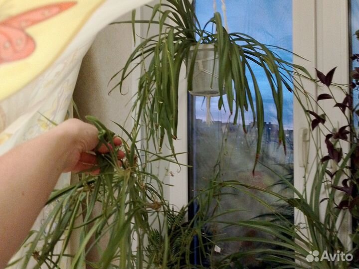 Хлорофитум