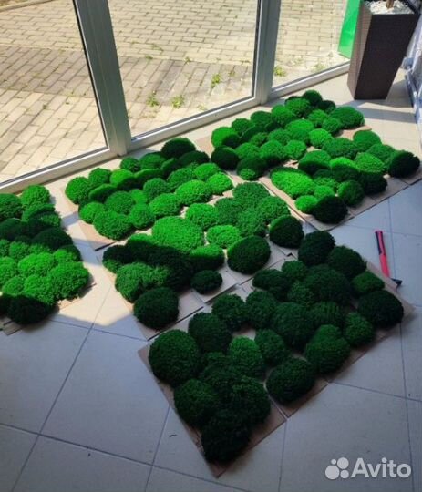 Яркий стабилизированный мох опт