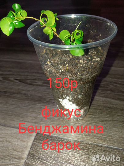 Фикус бенджамина бафт, барок