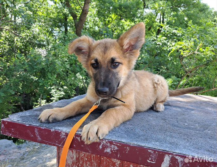 Щенок в добрые руки