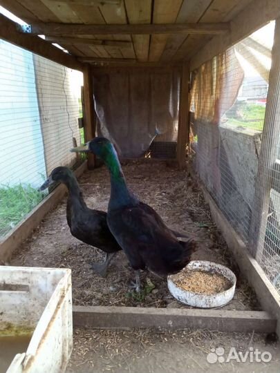 Селезень каюги