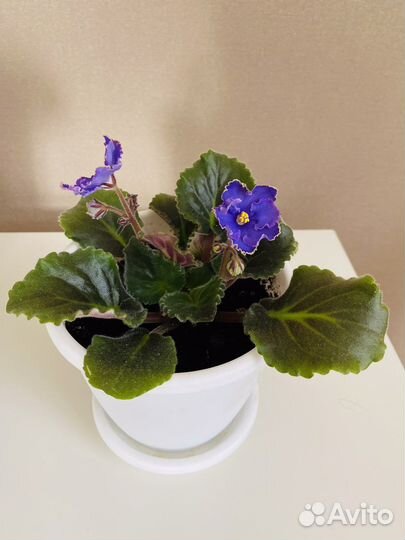 Фиалки цветущие в горшке