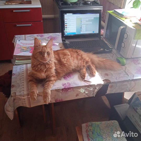 Котята мейн-кун