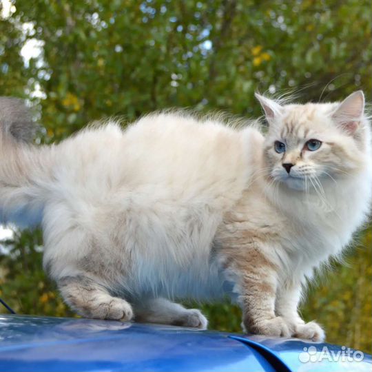Породные котята