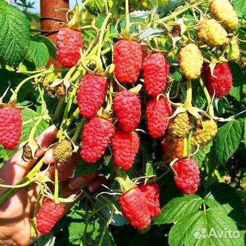 Саженцы Малины