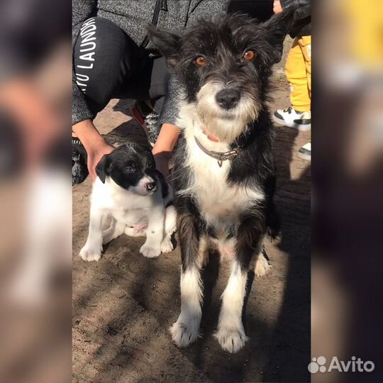 Собака в добрые руки отдам бесплатно