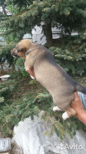 Собака в добрые руки щенок