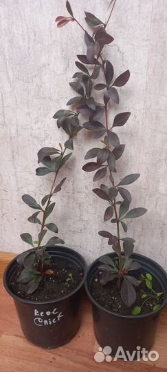 Барбарис тунберга